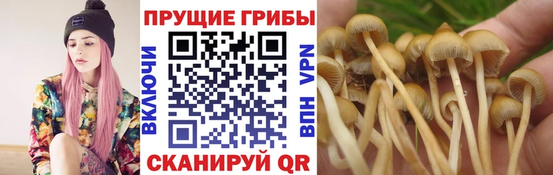 Галлюциногенные грибы MAGIC MUSHROOMS Купить Дагестанские Огни